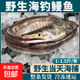 舟山海釣鰻魚(yú)1-1.5斤/條鮮活冷凍冰鮮海鮮水產(chǎn)海捕整條鰻魚(yú)鰻魚(yú)筒 1-1.5斤/條海釣鰻魚(yú) 2條
