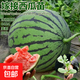沐喏哩西瓜苗嫁接8424特甜麒麟超甜無(wú)籽美都西瓜秧苗盆栽地載種植 美都西瓜苗 顆顆帶土球發(fā)10顆