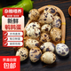 京喜加逗別三日新鮮鵪鶉蛋雜糧喂養(yǎng)鵪鶉小鳥蛋寶寶輔食鴨蛋超市早餐整箱 100枚