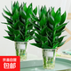 觀音竹富貴竹水培植物帶根發(fā)貨辦公室內(nèi)盆栽客廳花卉易活植物水養(yǎng) 【2盆 好運(yùn)成雙】觀音竹3棵（簡易杯）