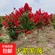 紅紫薇樹苗庭院花卉大苗植物室外紅紫薇花苗別墅綠化盆栽四季開花 紫薇花樹苗2公分粗基地現(xiàn)挖 不含盆