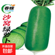 春蝶蔬菜種子四季播盆栽陽(yáng)臺庭院辣椒葫蘆甜瓜肉絲掛蘿卜易種籽孑 沙窩綠蘿卜【原裝1包約300?！?一包(試種)