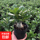 沙漠玫瑰花苗盆栽綠植重瓣四季花卉植物老樁室內(nèi)陽臺(tái)盆景開帶花苞 三年苗原盆原土