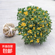桂花樹(shù)苗濃香桂花苗金桂四季桂八月桂庭院陽(yáng)臺花卉盆栽綠植物 桂花樹(shù)苗3cm粗【開(kāi)花爆滿(mǎn)】