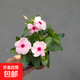 長春花盆栽陽臺好養(yǎng)花卉陽臺室內(nèi)綠植物開花多色可選京東快遞 長春花粉色原盆土(帶花發(fā)貨)