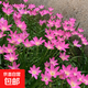 室外喜陰花卉陰生開(kāi)花植物耐旱耐寒蔥蘭苗庭院綠化宿根地被矮生 韭蘭種球200個(gè)