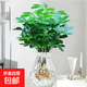 八方來財四季水養(yǎng)花卉水培植物七葉蓮招財樹室內植物水養(yǎng)盆栽好養(yǎng) 八方來財一盆【2-4株】+白色鉆石瓶
