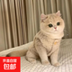 貓咪衣服保暖羊羔毛馬甲背心秋冬款泰迪博美寵物冬裝可愛韓版衣服 羊羔絨馬甲-杏色 XL碼（約10-11斤）