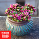 【虧本沖量】植物多肉套餐隨機不重復精選辦公室室內陽(yáng)臺室外 吹雪之松錦+彩釉盆陶瓷盆