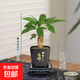 【帶盆高度約15-25cm】發(fā)財(cái)樹盆栽室內(nèi)植物客廳辦公室吸甲醛好養(yǎng) 單桿發(fā)財(cái)樹+塑料節(jié)節(jié)高升盆+小方底座 花盆直徑約8cm