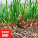 蔬菜苗韭菜根苗新鮮種根苗四季陽(yáng)臺盆栽地栽葉菜苗韭菜根苗 韭菜根苗100根