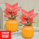 【整體高度約15-20cm】吉利紅盆栽如意皇后萬(wàn)年紅植物辦公室桌面 吉利紅+橙南瓜盆【2盆】 花盆口徑約為10cm