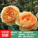 薔薇花苗爬藤植物藤本月季四季開(kāi)花卉特大濃香型玫瑰盆栽庭院陽(yáng)臺 瑪格麗特王妃【四季大花濃香】 1.6米高左右【多分枝當年開(kāi)花】推薦