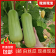 湖南本地白絲瓜白玉絲瓜清甜可口現(xiàn)摘現(xiàn)發(fā)新鮮蔬菜生鮮 白絲瓜 4斤 ±0.4斤* 1箱