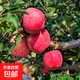 蘋(píng)果樹(shù)苗嫁接果樹(shù)苗木紅富士冰糖心庭院陽(yáng)臺盆地栽南北方果樹(shù)苗 蘋(píng)果8年苗【結果爆滿(mǎn)】