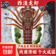 榭巢金選西澳紅龍蝦 大澳龍海鮮水產(chǎn) 鮮活速凍澳洲龍蝦 保鮮保肥 800-1000g/只