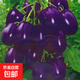 紫圣女果種子盆栽紫色小番茄種子圣女果優(yōu)質(zhì)蔬果種子早熟種子 紫圣女種子 一包約200粒