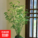 米竹水培植物室內(nèi)盆栽微觀盆景鳳尾竹觀音竹觀賞竹子小米竹 米竹老樁 10桿以上【基地土培原盆】