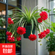 新品綠植金邊金心吊蘭濃香重瓣大花綠植花卉四季開花盆栽凈化空氣 紅吊蘭（當(dāng)年開花）