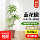 發(fā)財樹(shù)大型綠植客廳辦公室內旺宅落地式好養花卉吸甲醛龜背竹植物 【輕奢造型】藍花楹0.9-1米-基地原盆