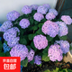 繡球老樁繡球花苗八仙花苗無(wú)盡夏花卉盆栽庭院四季耐寒室內外種植 H花手鞠12年苗【當年開(kāi)花】