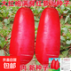 【冬季蘿卜】（京東配送）種子套餐菜種子陽(yáng)臺(tái)盆栽庭院易種秋冬季 大紅袍蘿卜種子1包約300粒