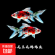 冷水鸚鵡魚招財(cái)魚血鸚鵡紅金魚冷水觀賞魚活體魚苗好養(yǎng)耐活發(fā)財(cái)魚 蘭花鸚鵡9條【6-8cm】