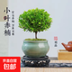 小葉赤楠盆景植物辦公花卉基地直銷批發(fā)綠植盆栽室內(nèi)擺件花卉綠植 赤楠+綠色裂紋盆+苔蘚+圓底座