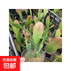 令箭荷花帶根花苗盆栽室內(nèi)外花卉植物多肉陽臺觀賞重瓣售嫁接枝條 玫紅10~20cm高一盆多顆原盆土 不含盆
