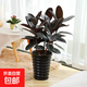黑金剛橡皮樹(shù)室內盆栽?xún)艋諝馐覂绒k公室落地造型老樁四季常青 叢生橡皮樹(shù)60-70cm高5棵+螺紋盆