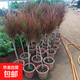 千年木七彩鐵盆栽三色龍血樹盆栽辦公室內(nèi)客廳大型綠植花卉植物 多頭七彩鐵40-50cm高
