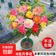 棒棒糖樹(shù)樁月季花苗樹(shù)狀特大花朵四季開(kāi)花花卉植物庭院玫瑰花樹(shù)苗 藤彩虹【多季循環(huán)開(kāi)花】 粗度：直徑1-1.2cm
