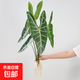 純水培銀脈劍葉海芋客廳臥室辦公桌好養(yǎng)活綠植網(wǎng)紅熱植 55-65cm特級(jí)水培劍葉（4片大葉片）不含瓶
