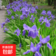 鳶尾花種根盆栽 鳶尾花花苗 藍色鳶尾花大苗 庭院地栽 水生植物 藍色鳶尾花 10棵