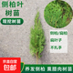 側柏葉樹(shù)苗扁柏樹(shù)苗側柏枝樹(shù)苗塔柏松柏側柏洗頭養護發(fā)熏臘肉樹(shù)苗 精品側柏【現挖 更好養】 50cm高【2棵】