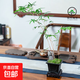 【觀音竹盆景】米竹客廳辦公植物綠中式竹子觀賞盆栽意境綠植花卉 紫砂盆紅觀音高60-70+底座