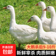 農家散養大白鵝 冷凍鵝肉嫩鵝土鵝大鵝生鮮整只鹵鵝原料 大鵝9-10斤