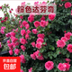 藤本月季爬藤大苗薔薇花大苗特大花庭院爬墻植物四季開花濃香盆栽 粉達【150CM—160CM高發(fā)貨】