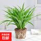 金邊金心吊蘭盆栽室內(nèi)陽(yáng)臺(tái)四季常青客廳桌面水培垂吊真花卉綠植物 大盆-金邊吊蘭（原土）
