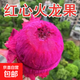 【現(xiàn)摘現(xiàn)發(fā)】紅心火龍果新鮮應(yīng)季水果 2粒裝（單果200g+）