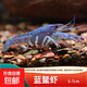 鰲蝦觀賞蝦淡水冷水族耐活體寵物紅白藍(lán)色小龍蝦火山原生天空藍(lán)魔 藍(lán)金鰲蝦3-4cm 1只