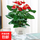 大號紅掌高30-40cm 鴻運當頭室內花盆栽客廳辦公室開(kāi)花類(lèi)四季好養 【透明吸水盆】高約35起 2盆 30-40cm