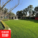 真草坪帶泥土草皮青馬尼拉果嶺草綠化工程別墅庭院草坪真草四季 臺灣二號草1平方