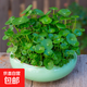 銅錢(qián)草水培植物盆栽室內小綠植花卉水養金錢(qián)草籽水生四季好養帶葉 銅錢(qián)草【青色陶瓷盆】+營(yíng)養液