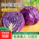 云南新鮮紫甘藍(lán)包菜涼拌沙拉椰菜紫包菜清甜脆嫩爽口現(xiàn)摘現(xiàn)發(fā)S 【3斤】脆嫩紫甘藍(lán)包菜