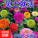 多年矮生百日草花種子庭院四季易種室外陽臺花籽子野花組合波斯菊 百日草混裝花種子 買三包送二包約1300粒