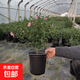 小木槿花苗盆栽棒棒糖陽(yáng)臺庭院花園耐熱花卉植物四季開(kāi)花易養爆盆 小型棒棒糖30-40高（小木槿）+原盆原土發(fā)貨 原裝盆原土發(fā)貨