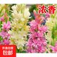 晚香玉種球濃香型重瓣大花夜來(lái)香晚香玉易種植好養(yǎng)綠植物花卉盆栽 晚香玉20個(gè)芽以上【開(kāi)花爆滿】