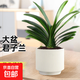 君子蘭盆栽精品名貴花卉好養(yǎng)綠植四季植物吸甲醛花卉客廳12-14片 君子蘭12-14片+奶油豎紋陶瓷盆