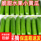 山東壽光水果黃瓜生吃脆新鮮荷蘭青瓜當季無(wú)刺小黃瓜源頭直發(fā) 精品水果黃瓜凈重 4斤